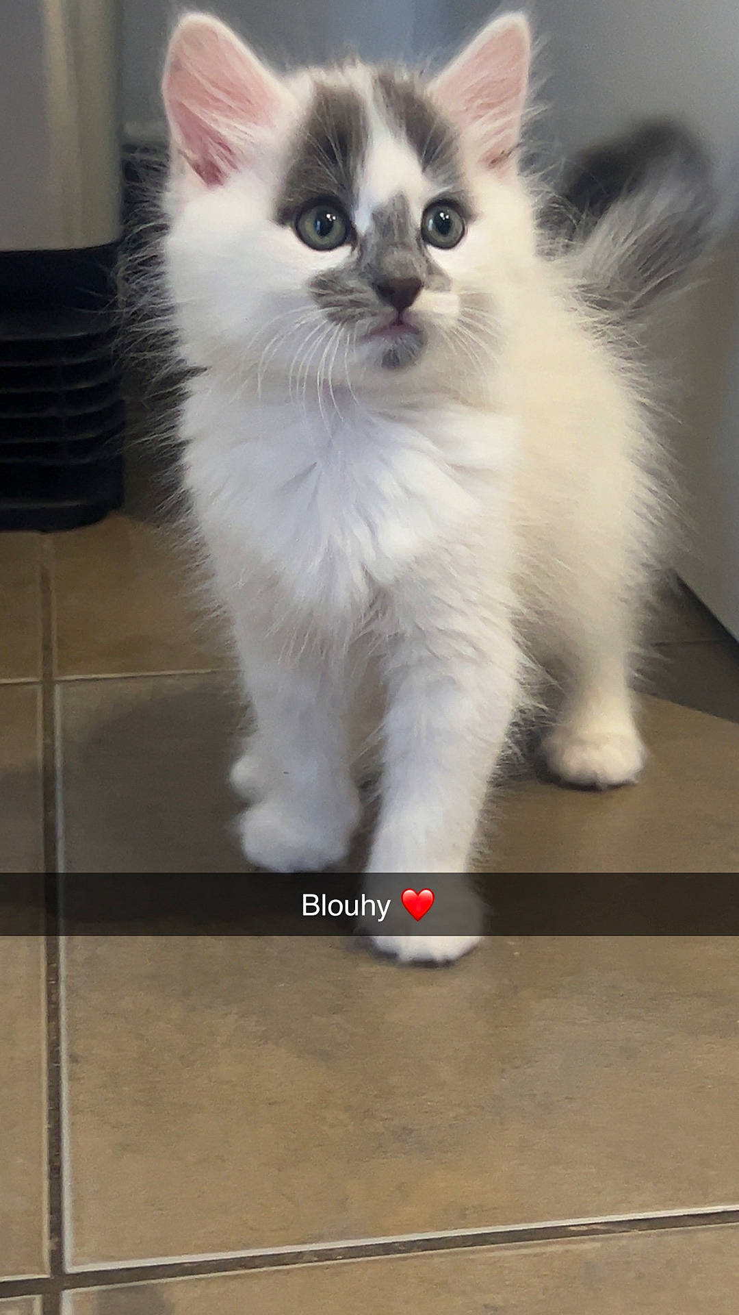 Blouhy