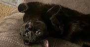 Luna G is registered to the contest to win money with this photo: black_cat, cat, upside_down, couch, indoor, pet, feline, fur, relaxed, cozy, eyes, whiskers, animal, home, carpet, cat_tree, fabric, cute, resting, domestic_animal