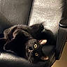 Luna G is registered to the contest to win money with this photo: black_cat, cat, pet, animal, feline, yellow_eyes, chair, leather_chair, indoor, cute, curious, upside_down, fur, whiskers, paw, relaxed, looking, domestic_cat, home, cozy