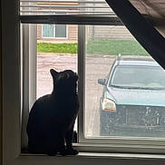 Luna G joined the competition — help win amazing prizes! cat, black_cat, silhouette, window, window_sill, curtain, blinds, car, parked_car, street, grass, house, residential, daylight, indoors, looking_up, quiet, shadow, vehicle, urban