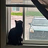cat, black_cat, silhouette, window, window_sill, curtain, blinds, car, parked_car, street, grass, house, residential, daylight, indoors, looking_up, quiet, shadow, vehicle, urban