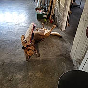 Scoubidou participe au concours pour gagner de l'argent avec cette photo : animal, bite_toy, box, broom, clutter, concrete_floor, dog, door, fun, garage, indoor, lying_down, mouth, paw, pet, playful, storage, toy, training, wall