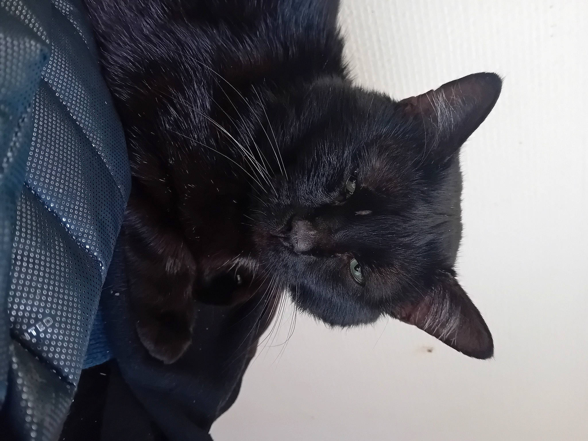 Salem participe au concours pour gagner de l'argent avec cette photo : black_cat, bombay, carnivore, cat, claw, domestic_short_haired_cat, electric_blue, felidae, fur, paw, small_to_medium_sized_cats, snout, tail, terrestrial_animal, whiskers