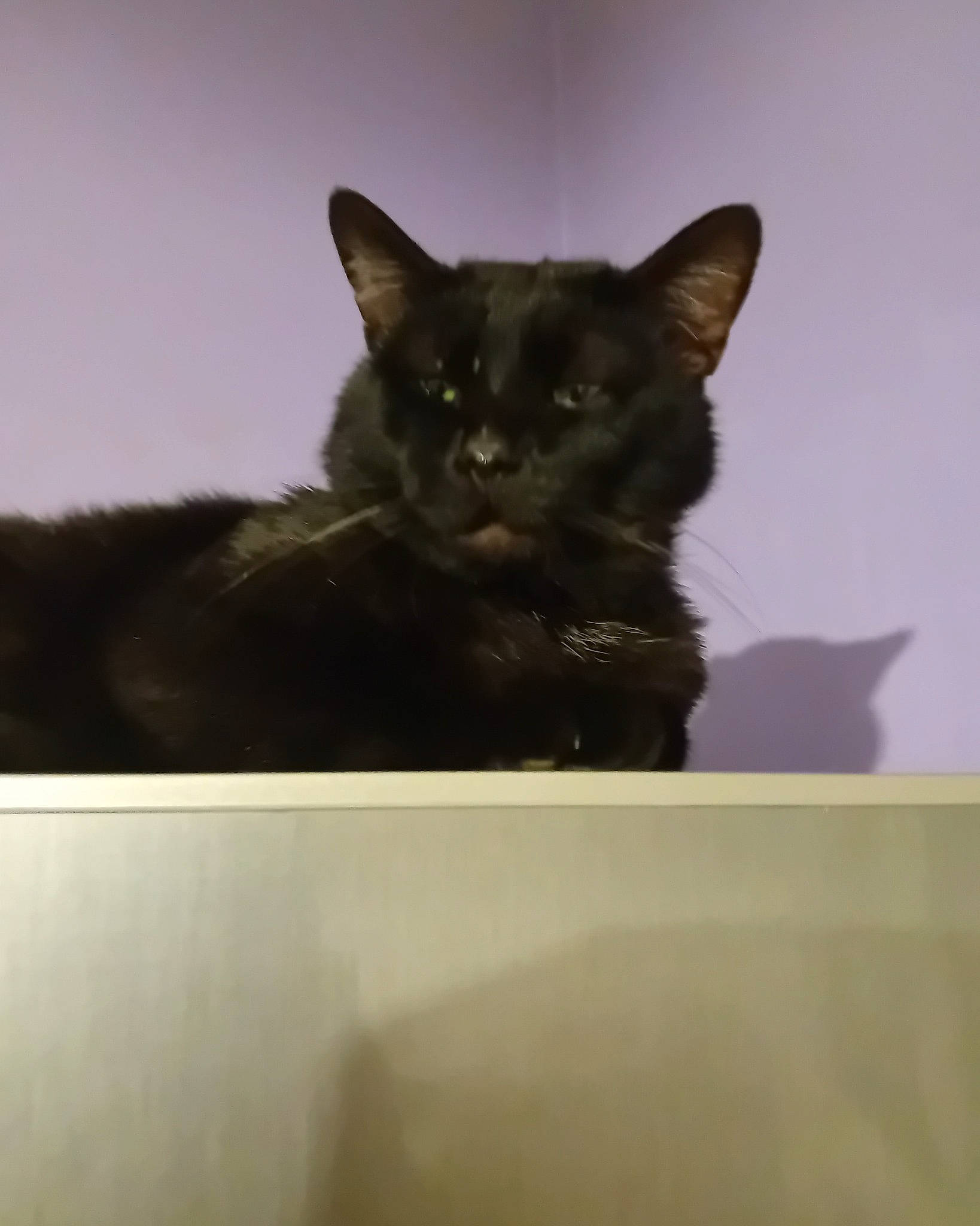 Salem participe au concours pour gagner de l'argent avec cette photo : black_cat, bombay, carnivore, cat, domestic_short_haired_cat, felidae, fur, iris, small_to_medium_sized_cats, snout, tail, whiskers, window