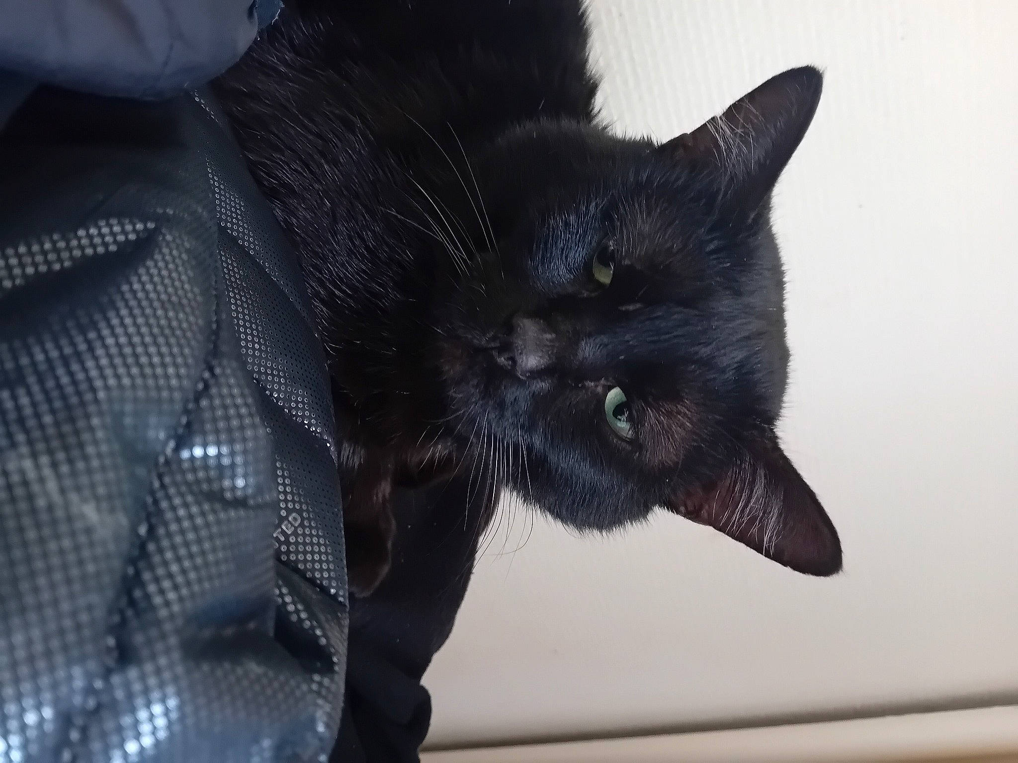 Salem a rejoint le concours — aidez-le/la à gagner de superbes lots ! black_cat, bombay, carnivore, cat, claw, domestic_short_haired_cat, electric_blue, felidae, fur, paw, small_to_medium_sized_cats, snout, tail, whiskers, window