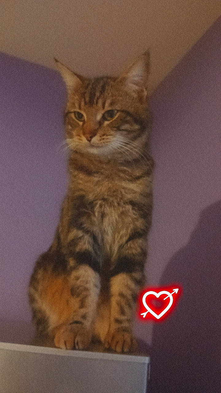 Peanuts a rejoint le concours — aidez-le/la à gagner de superbes lots ! carnivore, cat, claw, domestic_short_haired_cat, felidae, fur, paw, photo_caption, small_to_medium_sized_cats, snout, tail, terrestrial_animal, whiskers, wildlife, window