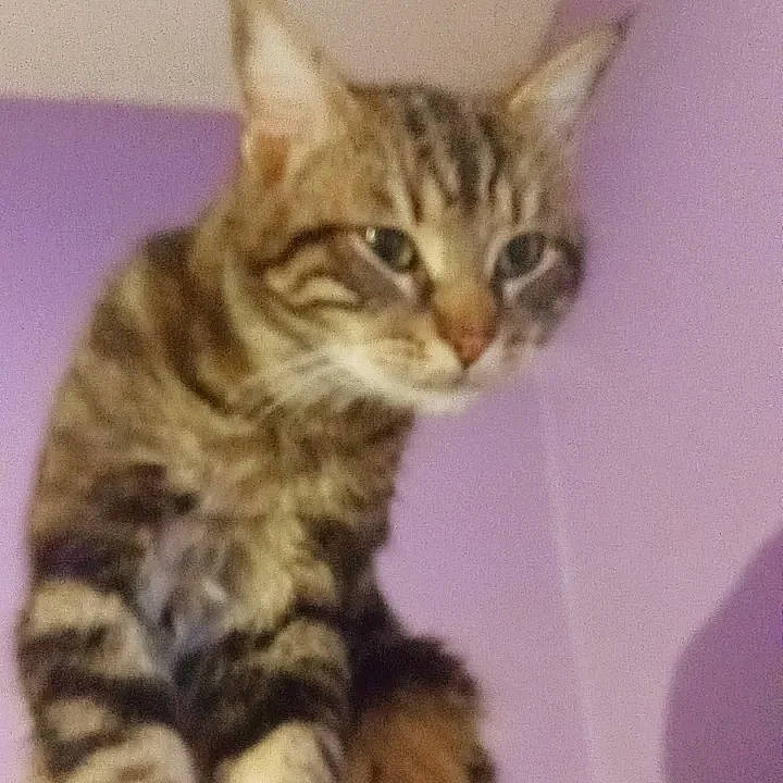 Peanuts a rejoint le concours — aidez-le/la à gagner de superbes lots ! art, carnivore, cat, domestic_short_haired_cat, felidae, fur, head, paw, small_to_medium_sized_cats, snout, terrestrial_animal, whiskers