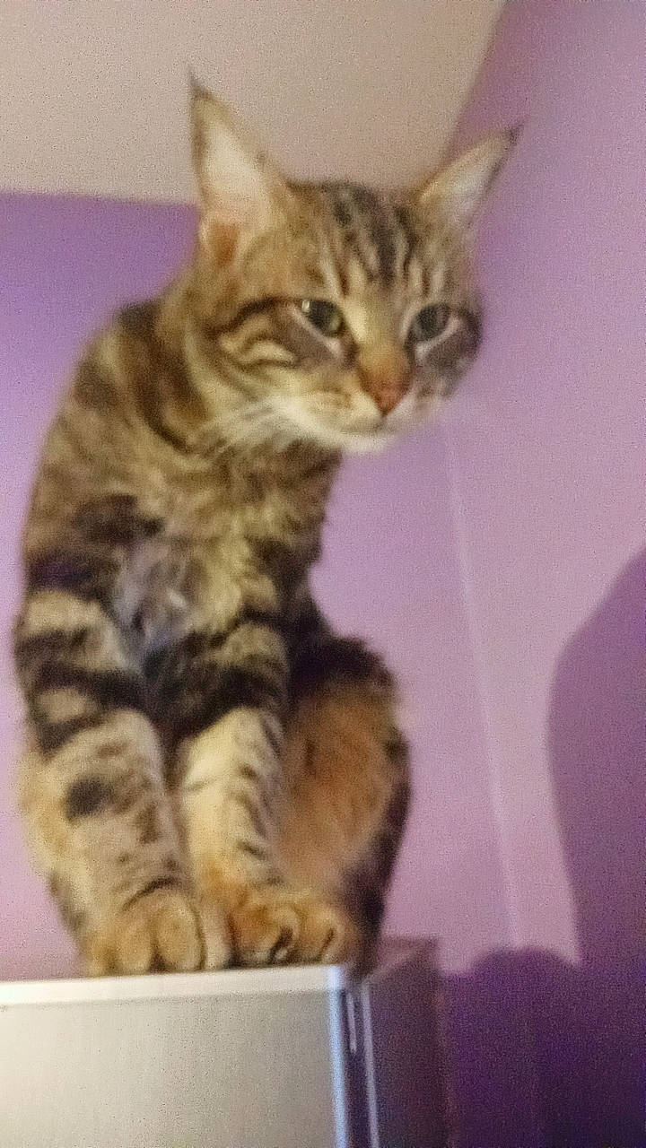 Peanuts a rejoint le concours — aidez-le/la à gagner de superbes lots ! carnivore, cat, claw, domestic_short_haired_cat, felidae, fur, paw, small_to_medium_sized_cats, snout, tail, terrestrial_animal, whiskers, wildlife