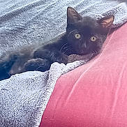Young-Gee a rejoint le concours — aidez-le/la à gagner de superbes lots ! black_kitten, cat, kitten, blanket, gray_blanket, red_surface, cozy, pet, animal, fur, whiskers, cute, indoor, resting, curious, wide_eyes, small, young_cat, feline, relaxing