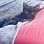 black_kitten, cat, kitten, blanket, gray_blanket, red_surface, cozy, pet, animal, fur, whiskers, cute, indoor, resting, curious, wide_eyes, small, young_cat, feline, relaxing