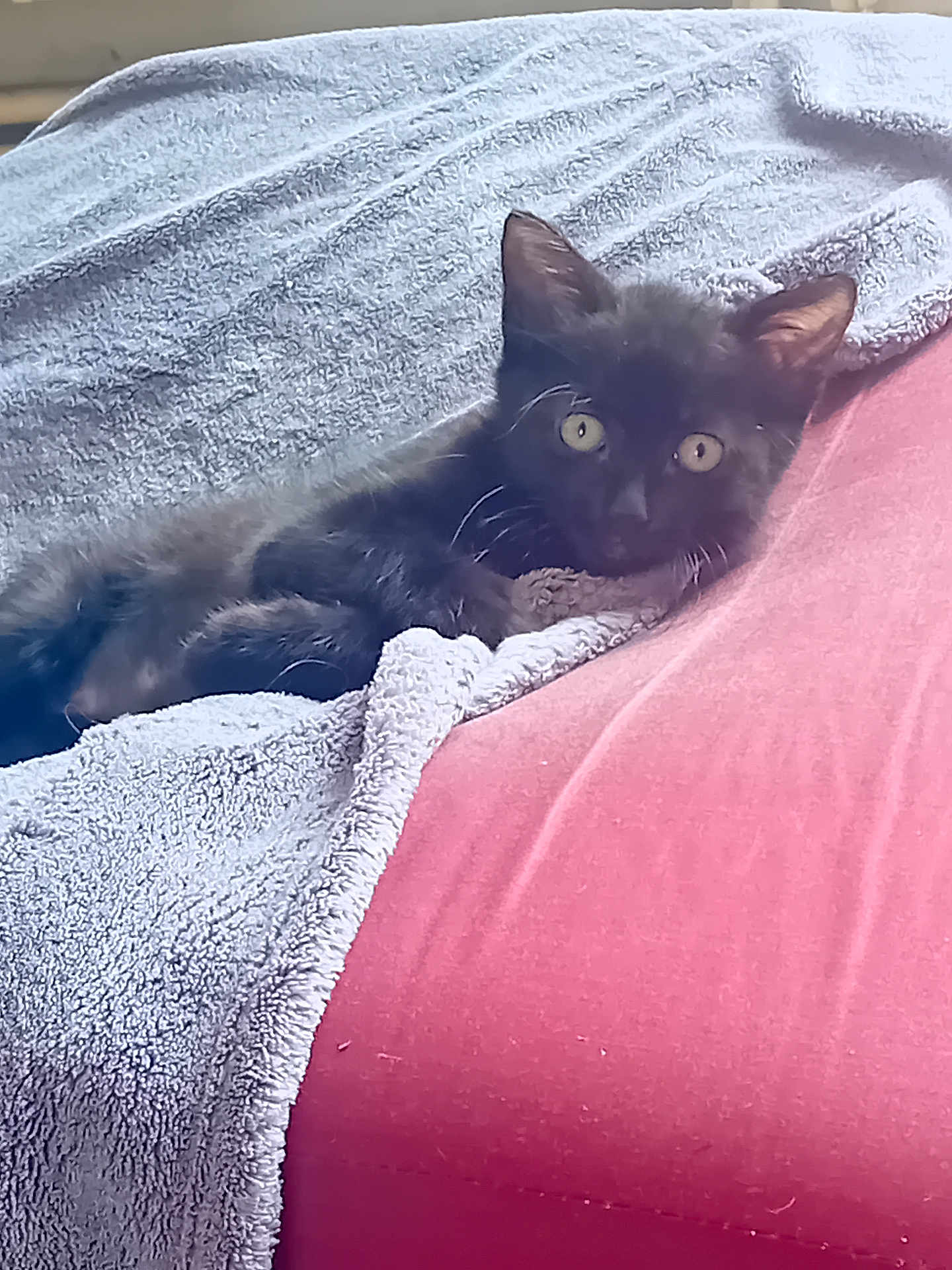 Young-Gee a rejoint le concours — aidez-le/la à gagner de superbes lots ! black_kitten, cat, kitten, blanket, gray_blanket, red_surface, cozy, pet, animal, fur, whiskers, cute, indoor, resting, curious, wide_eyes, small, young_cat, feline, relaxing