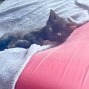 Young-Gee a rejoint le concours — aidez-le/la à gagner de superbes lots ! animal, bed, black_cat, blanket, closeup, comfort, cozy, curious, cute, feline, fur, home, indoor, kitten, pet, red_cushion, relaxed, resting, soft_texture, whiskers