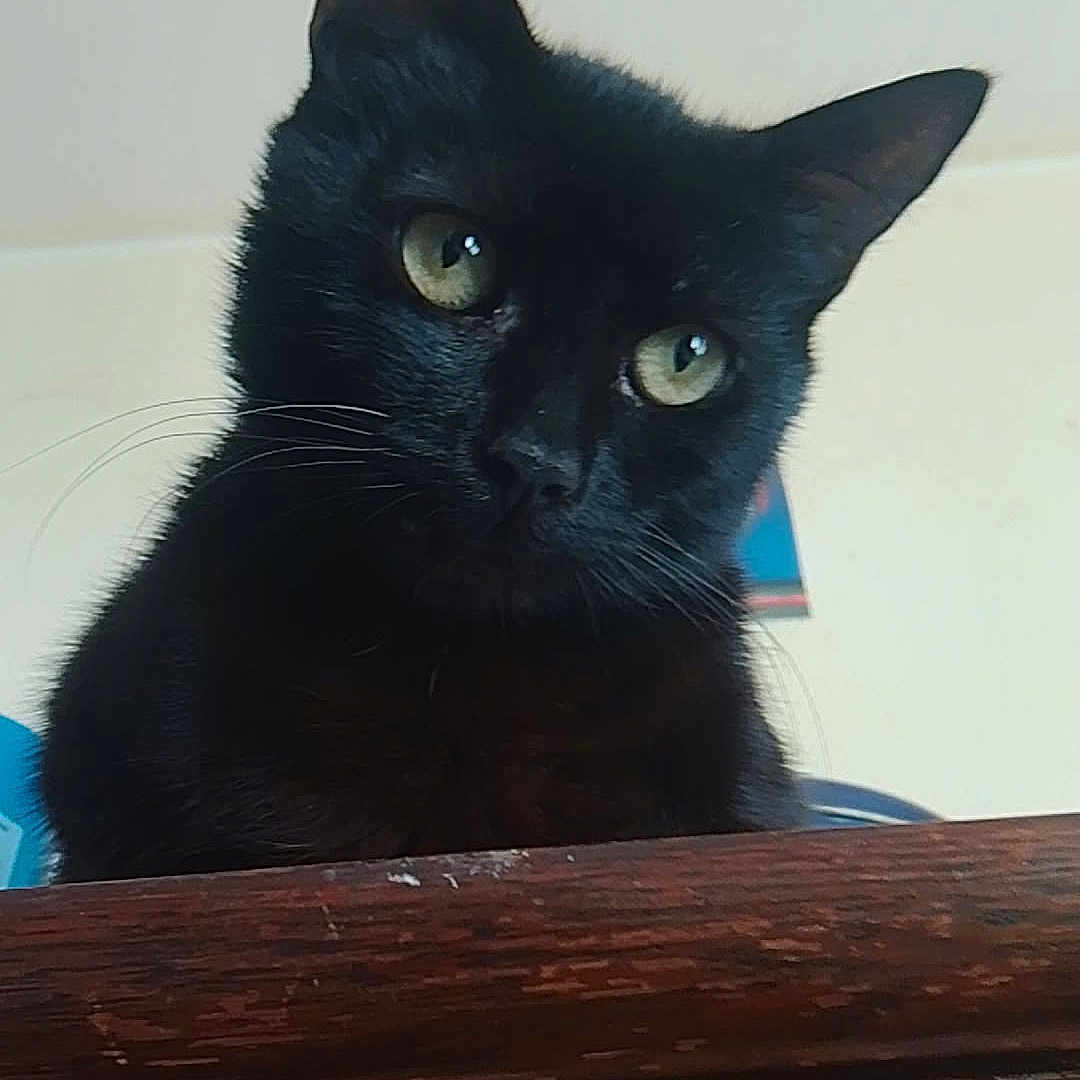 Young-Gee a rejoint le concours — aidez-le/la à gagner de superbes lots ! alert, animal, black_cat, cat, close_up, curious, cute, domestic_animal, ears, eyes, feline, fur, household, indoor, looking_down, mammal, pet, portrait, whiskers, wooden_surface