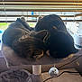 Fitzie is registered to the contest to win money with this photo: cat, cats, cat_perch, window, blinds, nap, sleeping, cozy, indoor, pet, feline, fur, toy, ball, humidifier, cable, soft, daylight, relaxation, home