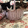 cat, kitten, basket, wicker, floral_pattern, couch, black_and_white_cat, tabby_cat, indoor, pet, cute, resting, feline, animal, cozy, curious, domestic, two_cats, closeup, relaxing