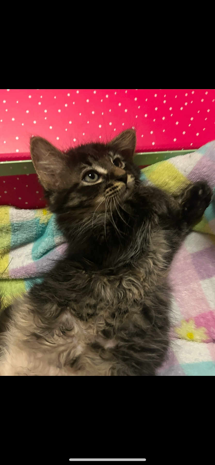 Fitzie is registered to the contest to win money with this photo: kitten, cat, tabby, fur, fluffy, animal, pet, cute, indoor, blanket, colorful, pink_background, polka_dots, whiskers, young, feline, resting, close_up, soft, curious