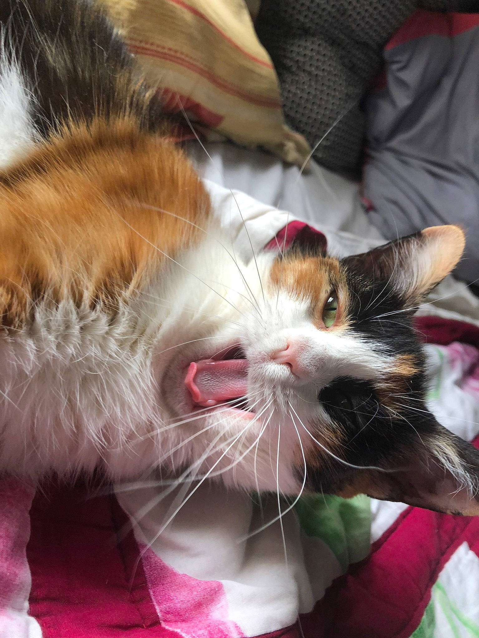 Piper participe au concours pour gagner de l'argent avec cette photo : aegean_cat, carnivore, cat, european_shorthair, facial_expression, felidae, fur, kitten, norwegian_forest_cat, small_to_medium_sized_cats, snout, whiskers, yawn