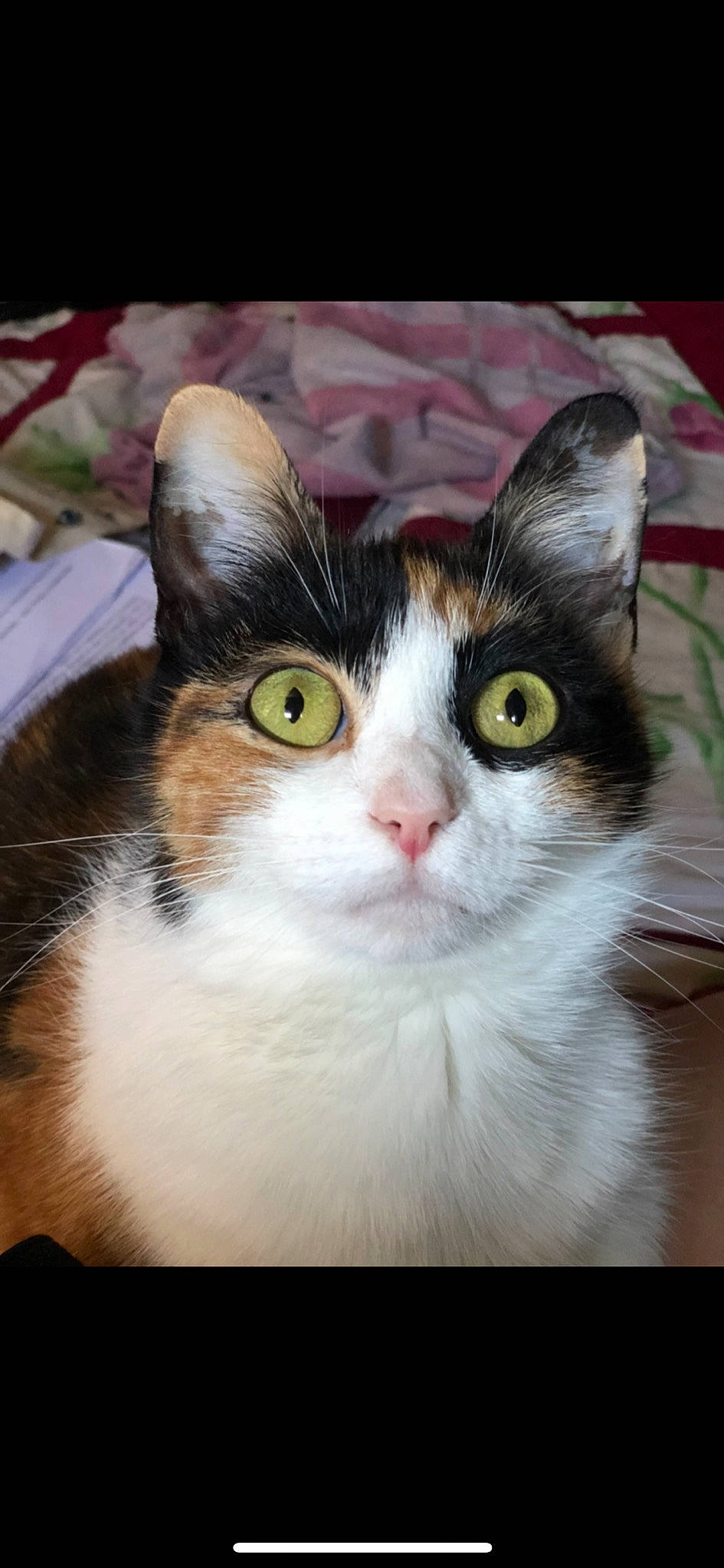 Piper participe au concours pour gagner de l'argent avec cette photo : aegean_cat, american_curl, american_wirehair, carnivore, cat, domestic_long_haired_cat, domestic_short_haired_cat, european_shorthair, eye, felidae, japanese_bobtail, kitten, mammal, norwegian_forest_cat, photo_caption, polydactyl_cat, small_to_medium_sized_cats, vertebrate, whiskers