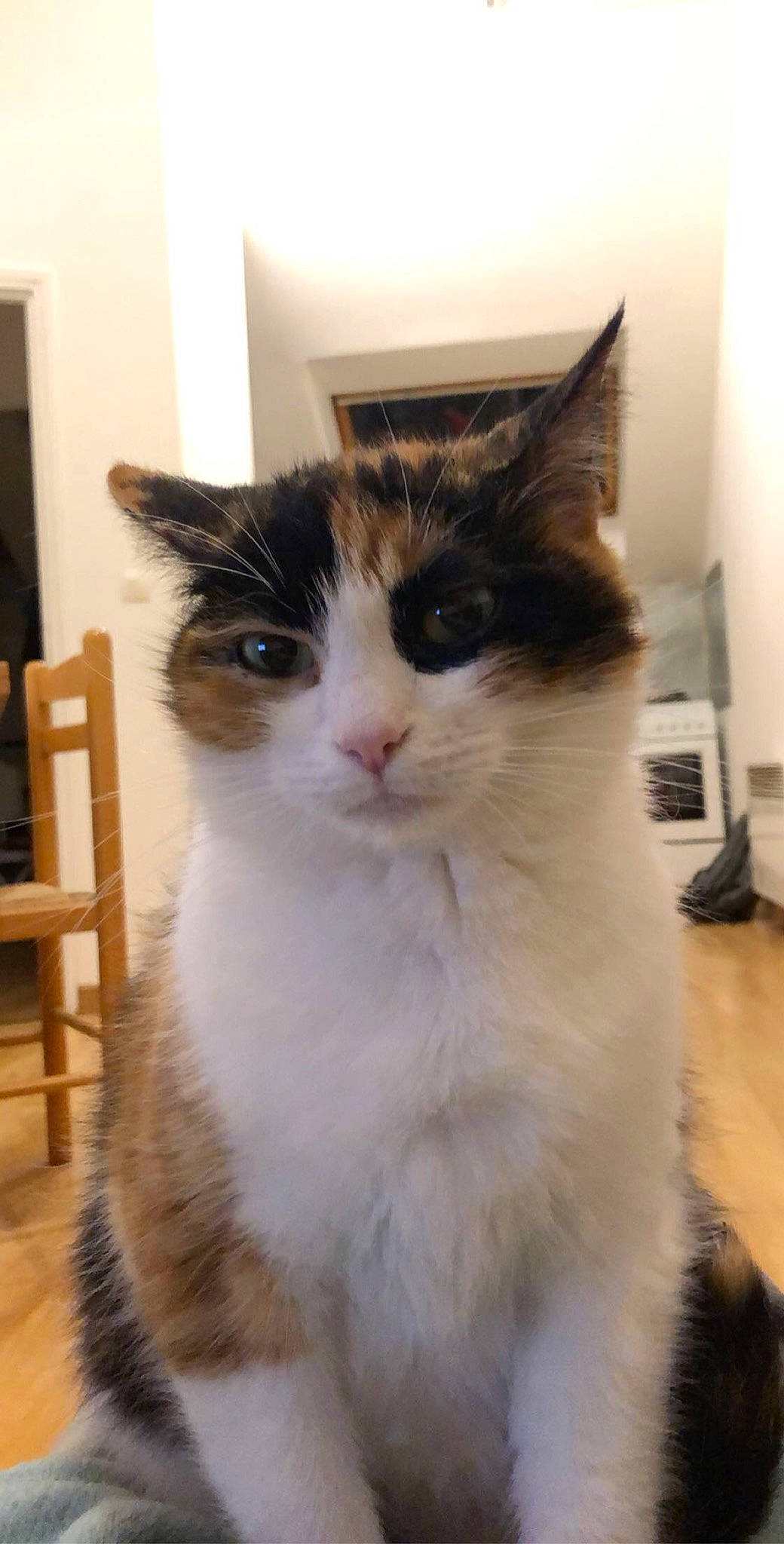 Piper participe au concours pour gagner de l'argent avec cette photo : aegean_cat, american_wirehair, british_semi_longhair, carnivore, cat, cymric, domestic_long_haired_cat, domestic_short_haired_cat, felidae, fur, kitten, mammal, norwegian_forest_cat, polydactyl_cat, ragamuffin, small_to_medium_sized_cats, snout, turkish_van, vertebrate, whiskers