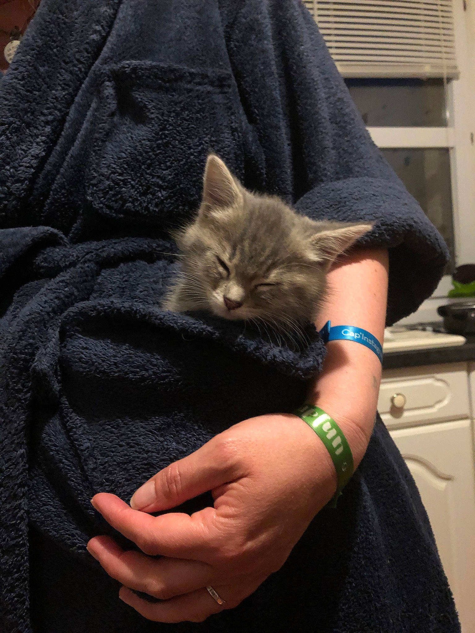 Riley participe au concours pour gagner de l'argent avec cette photo : arm, asian, carnivore, cat, chartreux, claw, domestic_short_haired_cat, european_shorthair, felidae, finger, fur, gesture, hand, kitten, korat, nebelung, russian_blue, small_to_medium_sized_cats, whiskers