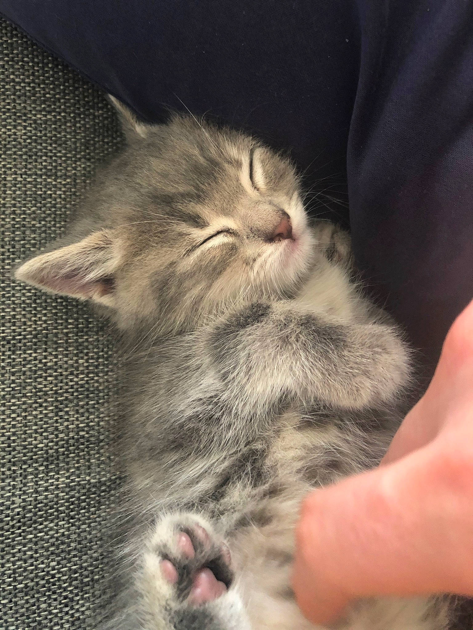 Riley participe au concours pour gagner de l'argent avec cette photo : asian, carnivore, cat, domestic_short_haired_cat, dragon_li, ear, european_shorthair, felidae, fur, kitten, munchkin, nebelung, pixie_bob, polydactyl_cat, small_to_medium_sized_cats, tabby_cat, whiskers