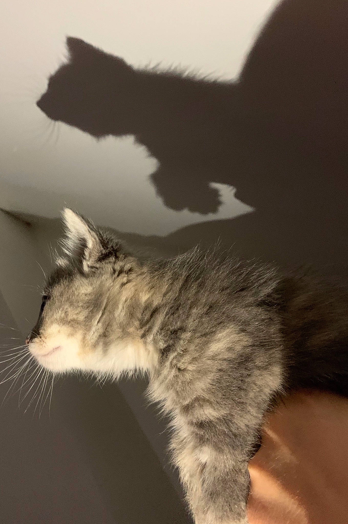 Riley participe au concours pour gagner de l'argent avec cette photo : black_and_white, carnivore, cat, domestic_short_haired_cat, ear, felidae, fur, kitten, nebelung, norwegian_forest_cat, small_to_medium_sized_cats, tail, whiskers