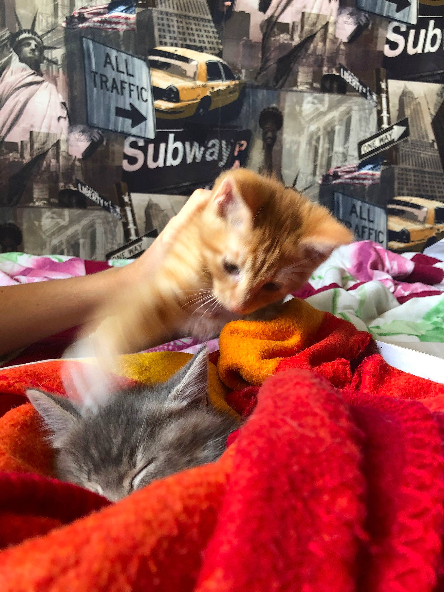 Riley a rejoint le concours — aidez-le/la à gagner de superbes lots ! asian, carnivore, cat, felidae, fur, kitten, nap, small_to_medium_sized_cats, tail, whiskers