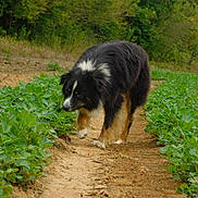Barkley joined the competition — help win amazing prizes! animal, canine, collie, dog, field, flagstone, grass, grassland, herbal, herbs, nature, outdoors, path, pet, plant, puppy, soil, terrier, vegetation, walkway