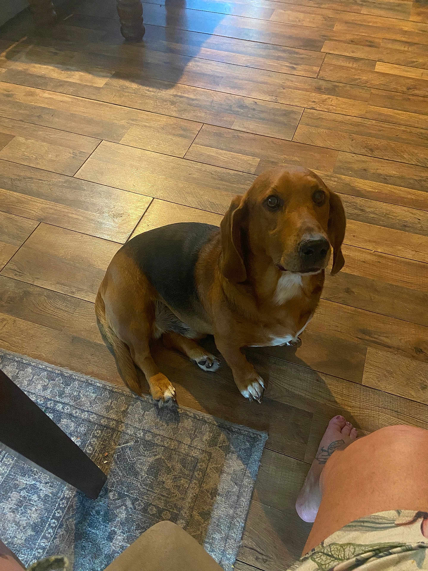 Axel joined the competition — help win amazing prizes! dog, brown, black, wooden_floor, rug, indoor, pet, flooring, tattoo, foot, leg, looking_up, sitting, domestic_animal, companion, home, animal, canine, quiet, calm
