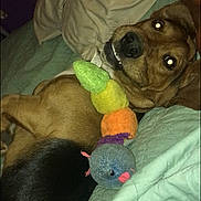 Axel is registered to the contest to win money with this photo: dog, toy, bed, blanket, smiling, indoor, pet, sleeping, fur, colorful, comfort, cute, animal, playful, resting, canine, soft, cozy, closeup, happy