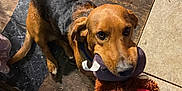 Axel is registered to the contest to win money with this photo: dog, toy, plush_toy, floor, brown_dog, black_dog, pet, animal, indoor, looking_up, cute, playful, ears, tail, wood_floor, tile_floor, collar, muzzle, sitting, pet_toy