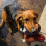 dog, toy, plush_toy, floor, brown_dog, black_dog, pet, animal, indoor, looking_up, cute, playful, ears, tail, wood_floor, tile_floor, collar, muzzle, sitting, pet_toy