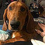 Axel joined the competition — help win amazing prizes! dog, brown_dog, close_up, pet, bed, hand, indoor, cozy, animal, ears, fur, nail_polish, rings, person_hand, resting, looking, domestic, cute, companion, relaxing