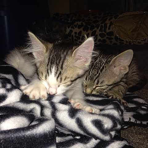 Harley And Laney joined the competition — help win amazing prizes!