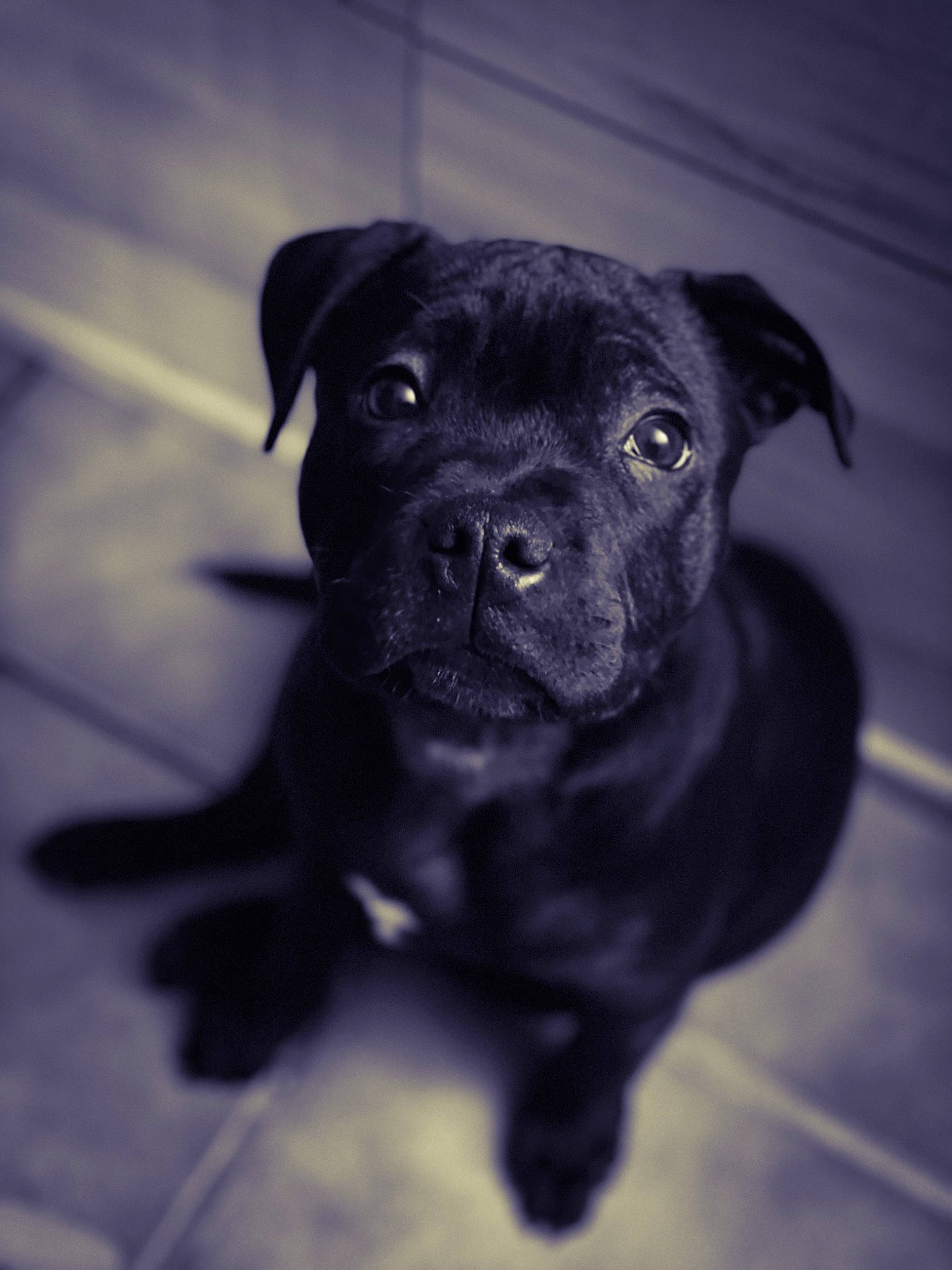 Reese participe au concours pour gagner de l'argent avec cette photo : borador, canidae, carnivore, companion_dog, darkness, dog, dog_breed, electric_blue, eye, fawn, flash_photography, fur, guard_dog, monochrome, monochrome_photography, snout, sporting_group, toy_dog, whiskers, working_animal