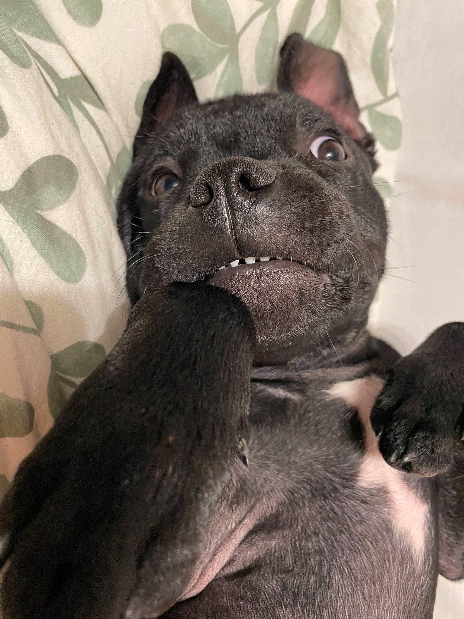 Reese participe au concours pour gagner de l'argent avec cette photo : art, canidae, carnivore, companion_dog, dog, dog_breed, ear, fawn, felidae, fur, gesture, jaw, liver, selfie, snout, sporting_group, terrestrial_animal, toy_dog, whiskers, working_animal