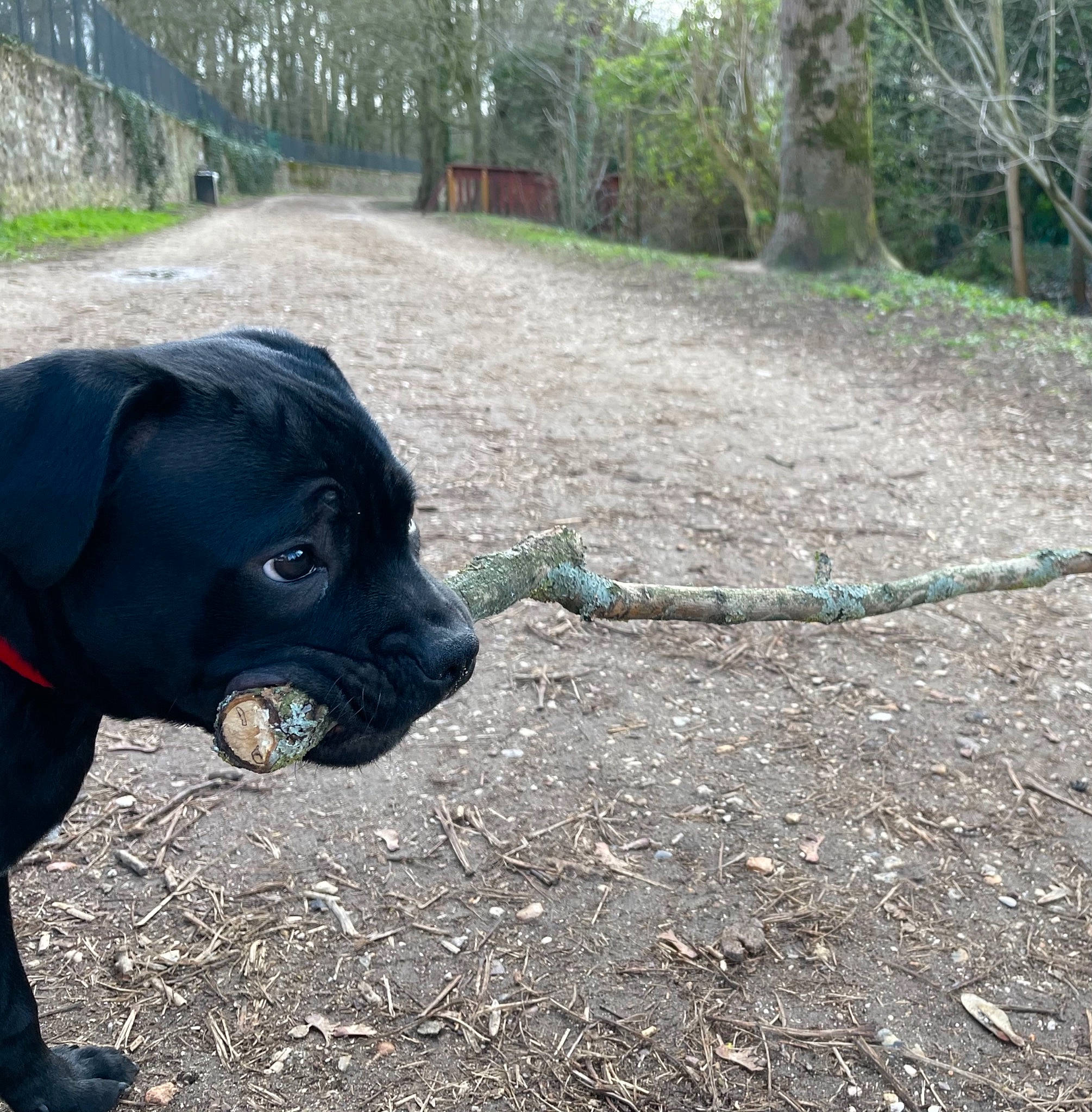 Reese participe au concours pour gagner de l'argent avec cette photo : adventure, borador, canidae, carnivore, collar, companion_dog, dog, dog_breed, dog_collar, fawn, fur, grass, plant, snout, soil, sporting_group, tail, terrestrial_animal, tree, working_animal