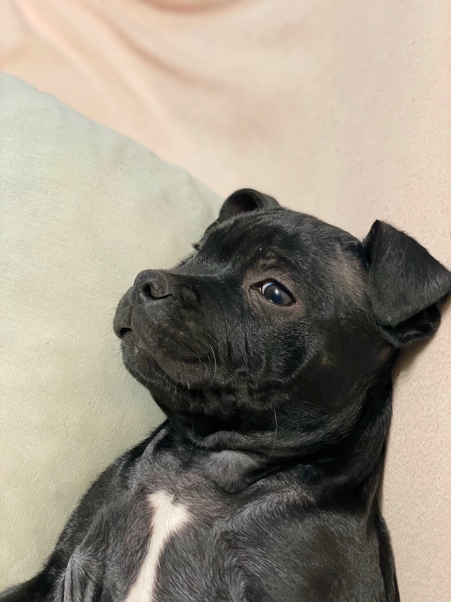 Reese a rejoint le concours — aidez-le/la à gagner de superbes lots ! borador, canidae, carnivore, companion_dog, dog, dog_breed, dog_collar, fawn, fur, guard_dog, monochrome_photography, non_sporting_group, pug, snout, sporting_group, toy_dog, whiskers, working_animal