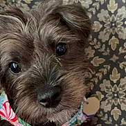 Diggy joined the competition — help win amazing prizes! adorable, bandana, black_fur, brown_eyes, close_up, collar, cute, dog, fur, indoors, looking_at_camera, nose, patterned_background, pet, portrait, puppy, small_dog, tag, wallpaper, whiskers