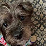 adorable, bandana, black_fur, brown_eyes, close_up, collar, cute, dog, fur, indoors, looking_at_camera, nose, patterned_background, pet, portrait, puppy, small_dog, tag, wallpaper, whiskers