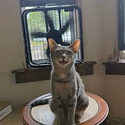 Shadow is registered to the contest to win money with this photo: cat, gray_cat, tabby, indoor, furniture, fan, window, wooden_surface, pet, animal, meowing, ears_up, curious, sitting, domestic, room, natural_light, household, feline, closeup