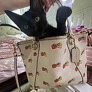 Cosmo is registered to the contest to win money with this photo: black_cat, kitten, handbag, strawberry_pattern, bedroom, bed, blanket, mirror, nails, manicure, furniture, pink, white, zipper, straps, hand, curious, pet, indoor, cute