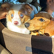 Tobi Wyatt is registered to the contest to win money with this photo: dog, puppy, blue_eyes, dachshund, car, car_seat, seat_cover, sunlight, pets, animal, fur, closeup, snuggle, inside, vehicle, person, hand, leather_seat, brown_fur, white_fur