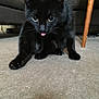 black_cat, cat, tongue_out, indoor, carpet, furniture, couch, wooden_table_leg, pet, animal, curious, sitting, whiskers, paw, fur, eyes, mammal, cute, domestic_cat, playful