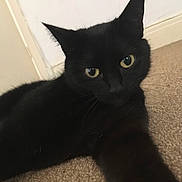Josephine joined the competition — help win amazing prizes! black_cat, cat, pet, animal, indoor, carpet, stretching, paw, yellow_eyes, fur, whiskers, close_up, domestic_cat, mammal, cute, feline, relaxed, looking_at_camera, home, floor