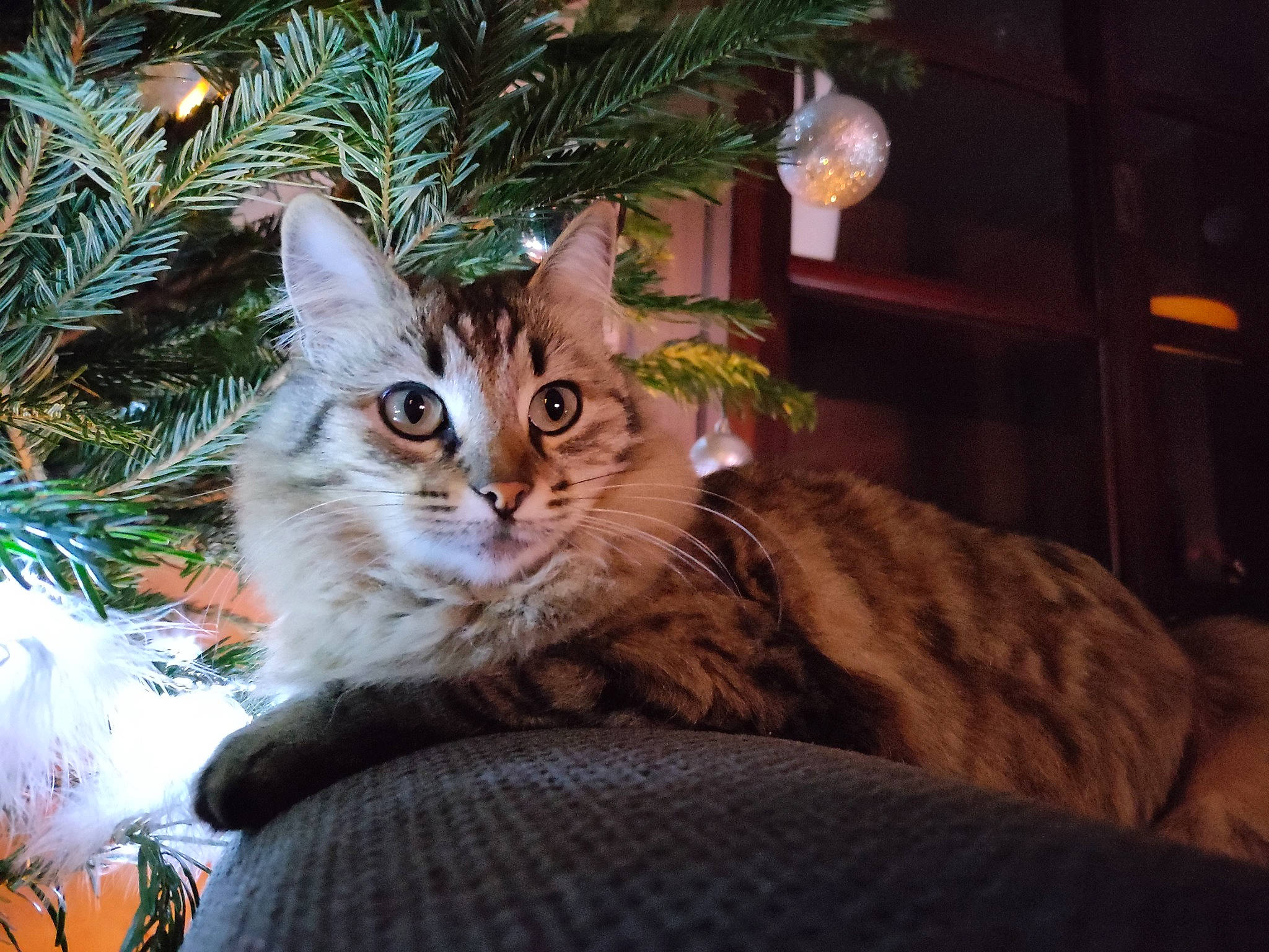 Ness a rejoint le concours — aidez-le/la à gagner de superbes lots ! carnivore, cat, christmas, christmas_decoration, christmas_ornament, christmas_tree, conifer, felidae, fir, fur, holiday, holiday_ornament, natural_material, organism, ornament, pine_family, small_to_medium_sized_cats, snout, vertebrate, whiskers