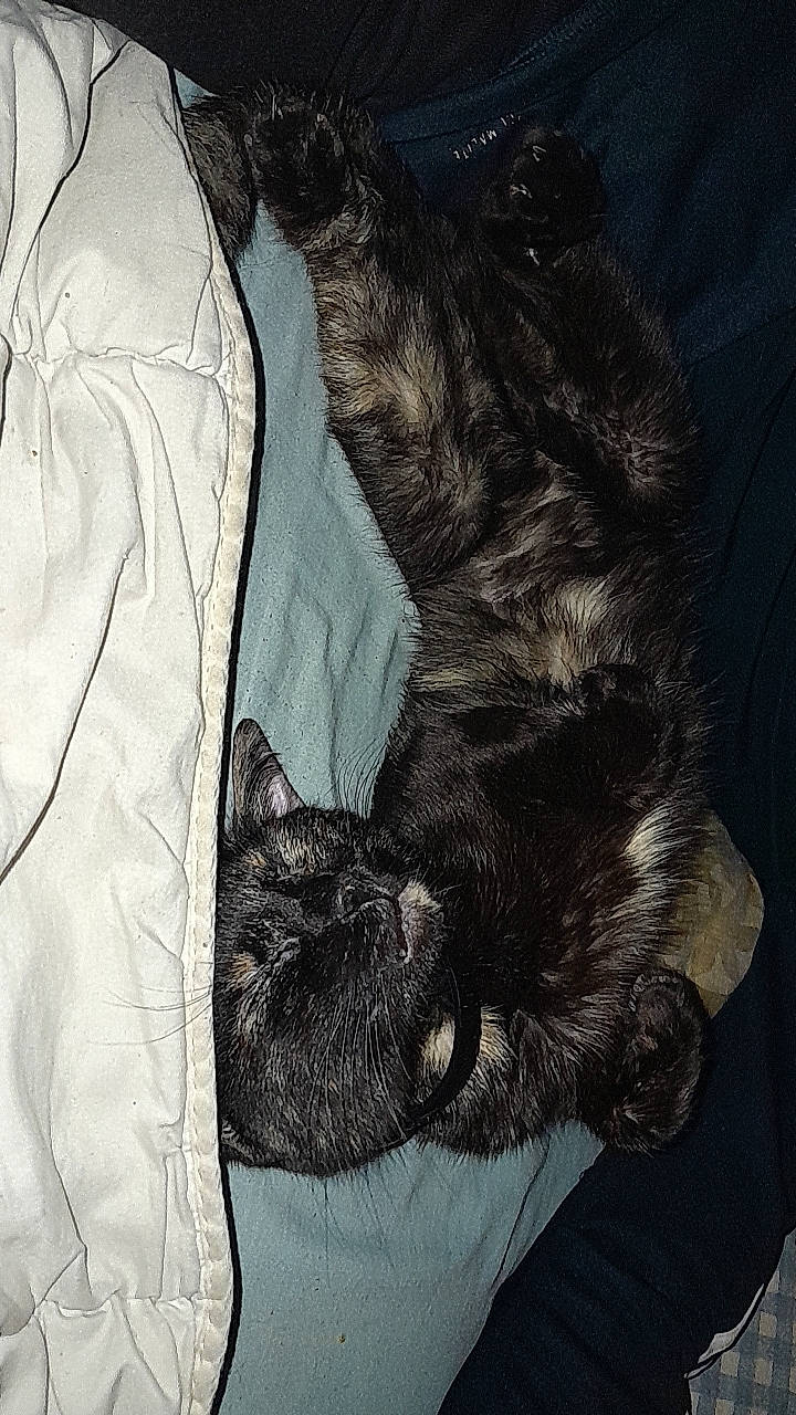 Sia a rejoint le concours — aidez-le/la à gagner de superbes lots ! black_cat, canidae, carnivore, cat, claw, comfort, dog_breed, domestic_short_haired_cat, felidae, fur, grey, linens, nap, pattern, paw, sleeve, small_to_medium_sized_cats, sporting_group, tail, whiskers