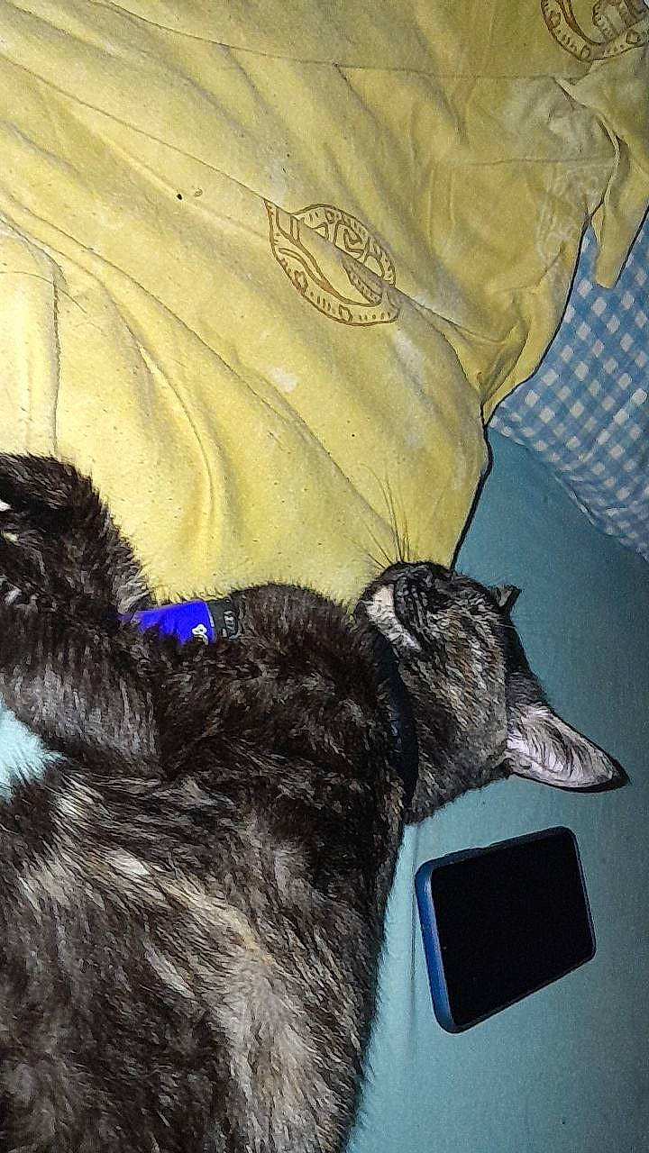 Sia participe au concours pour gagner de l'argent avec cette photo : black_cat, canidae, carnivore, cat, claw, comfort, companion_dog, dog_breed, domestic_short_haired_cat, ear, felidae, fur, nap, paw, sleeve, small_to_medium_sized_cats, snout, sporting_group, tail, whiskers