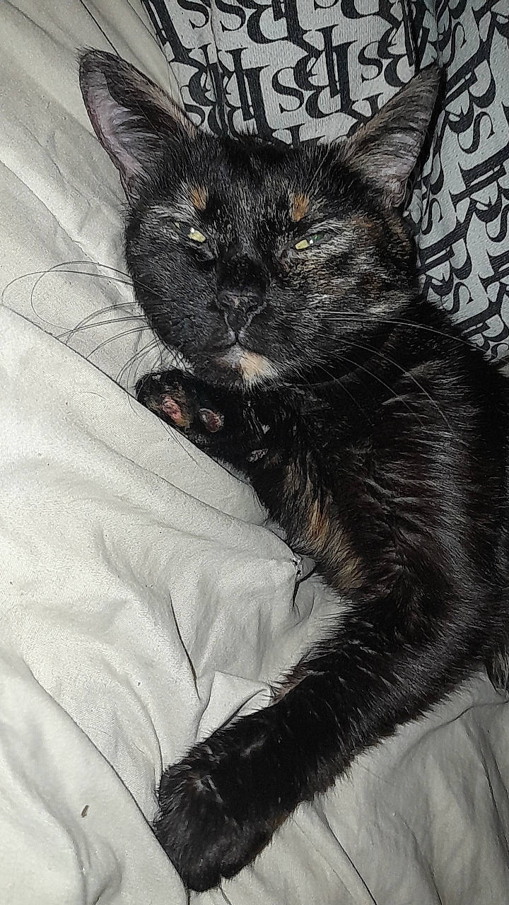 Sia participe au concours pour gagner de l'argent avec cette photo : art, black_cat, bombay, carnivore, cat, claw, comfort, domestic_short_haired_cat, felidae, fur, grey, iris, monochrome, monochrome_photography, paw, small_to_medium_sized_cats, snout, tail, terrestrial_animal, whiskers