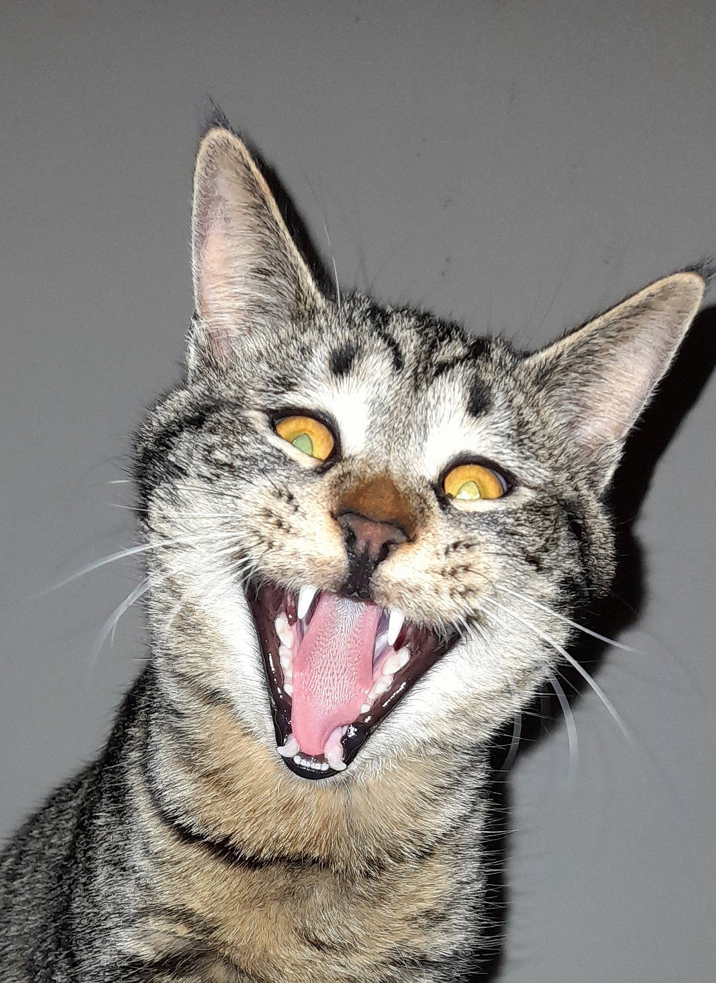 Pioupiou a rejoint le concours — aidez-le/la à gagner de superbes lots ! carnivore, cat, domestic_short_haired_cat, eye, fang, felidae, fur, grey, head, human_body, jaw, paw, roar, small_to_medium_sized_cats, snout, terrestrial_animal, tongue, tooth, whiskers, yawn